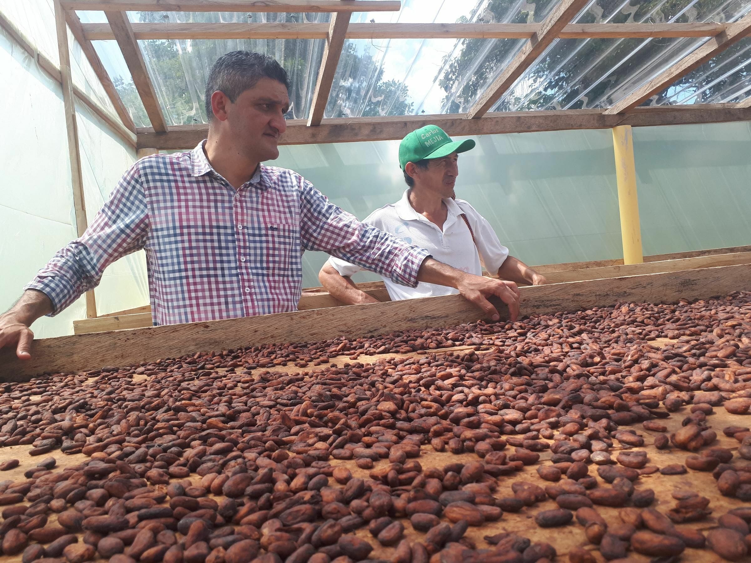Cocoa Beans in Colombia